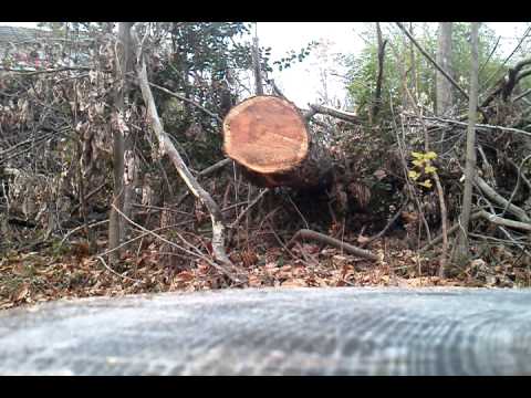 Husqvarna 455R vs Stihl 066 magnum