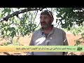 شاهد كيف تتم عملية تلقيح ثمار التين في ريف إدلب