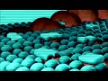 Samsung Logo Balls In For Drums