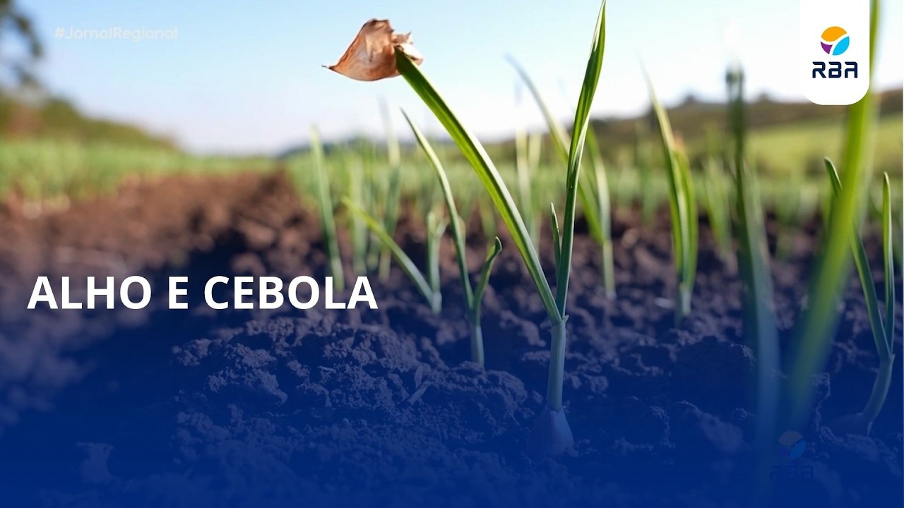 Alho e cebola em queda na próxima safra