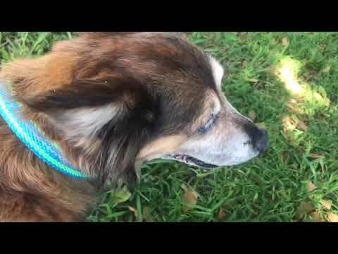 Maxie, an adopted Cattle Dog & Corgi Mix in Miami, FL_image-1