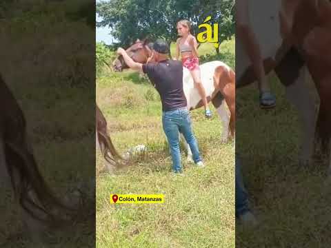 CUBA | Roban caballos a niñas acróbatas en Matanzas; la comunidad se organiza y los rescata vivos