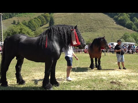 Parada cailor de la Tarlisua, Bistrita Nasaud 26 August 2023 Nou!!!