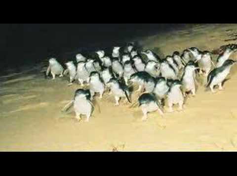 Phillip Island, Victoria