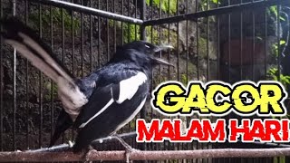 Download lagu Suara burung kacer gacor malam hari, pancingan kacer apasaja jamin nyaut bunyi gacor!! mp3