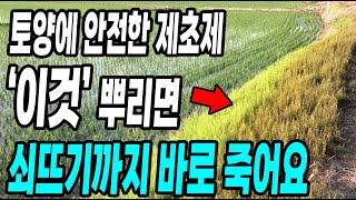 토양에 걱정없고 뿌리면 쇠뜨기 모든잡초 바로 죽어요! 안죽는 풀이없다 대박!