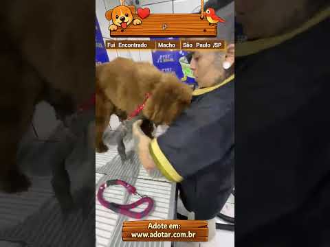 Vídeo de p