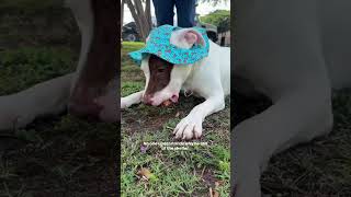 Video preview image #1 Bull Terrier-Unknown Mix Puppy For Sale in Rowlett, TX, USA
