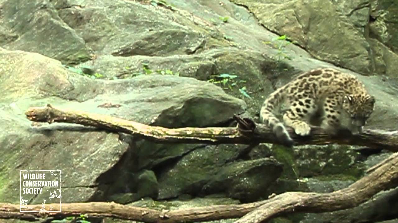 Snow Leopard Cub's High Flying Debut at the Bronx Zoo