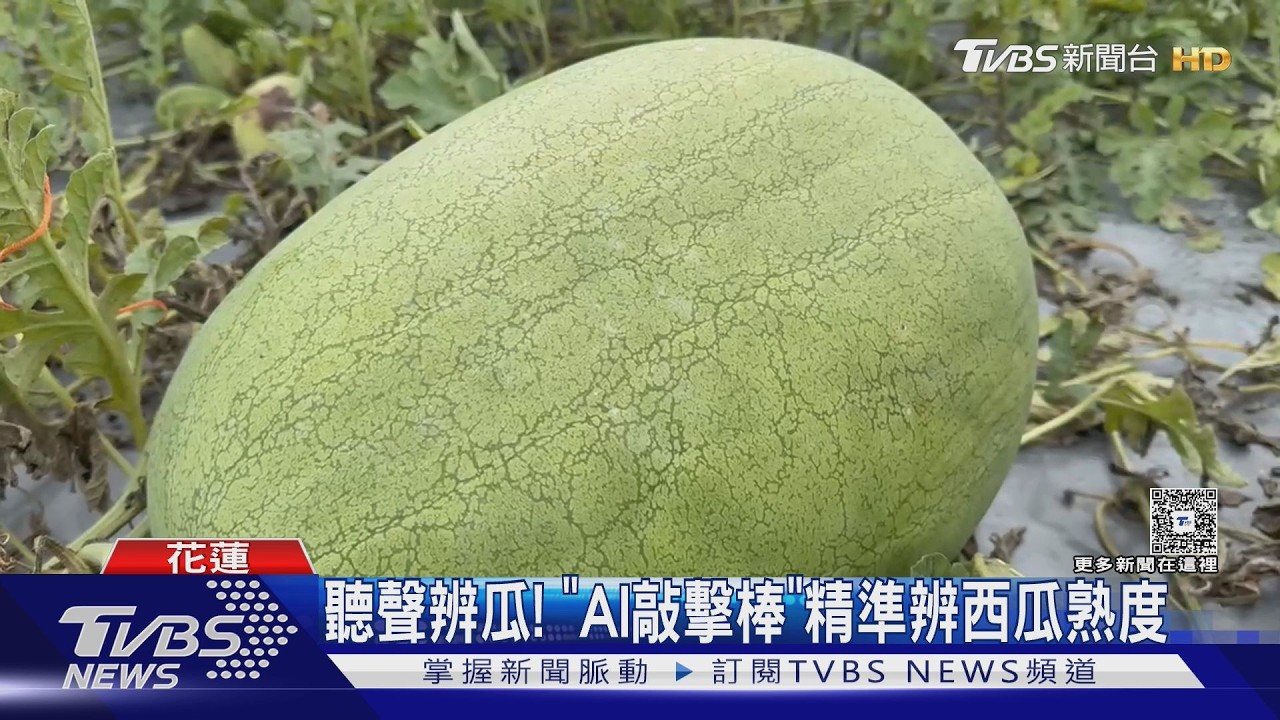 影音／花蓮研發「AI敲擊棒」！聽聲辨瓜神技數位化　一敲秒知熟度