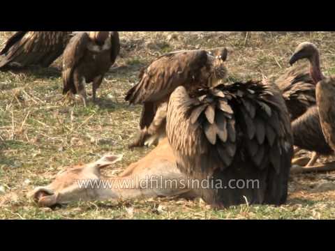 Slender-billed Vulture Sikkim carcass