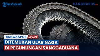 Download lagu Dragon Snake Found in the Sanggabuana Mountains mp3