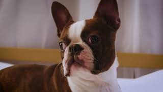 Petmeds Off to your ski house? | PetMeds