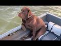 Dogs Are The FUNNIEST In The World Funny Animals Videos 2025