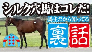 シルクの穴馬はコレだ!馬主だけが知ってる裏話を公開