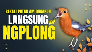 Download lagu LANGSUNG NYAUT 10000 % ‼️ ANIS MERAH MACET BUNYI JIKA DENGAR SUARA INI PASTI NYAUT LANJUT GACOR | 44 mp3 Download lagu LANGSUNG NYAUT 10000 % ‼️ ANIS MERAH MACET BUNYI JIKA DENGAR SUARA INI PASTI NYAUT LANJUT GACOR | 44 mp3