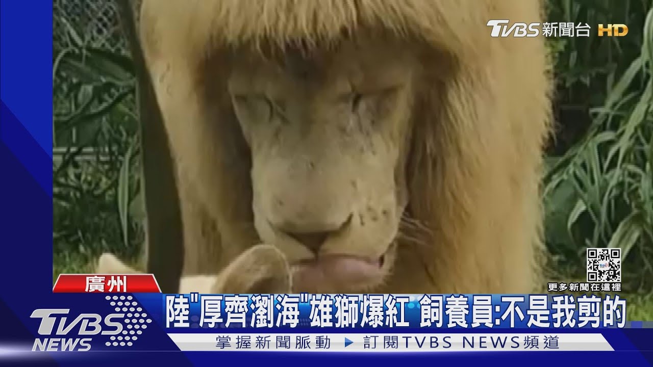 陸「厚齊瀏海」雄獅暴紅 飼養員:不是我剪的