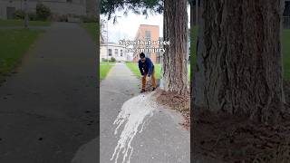 Download lagu Tree Injuries are a Thing! Aging Tree Pours Sap onto Walkway creating slippery surface mp3 Download lagu Tree Injuries are a Thing! Aging Tree Pours Sap onto Walkway creating slippery surface mp3