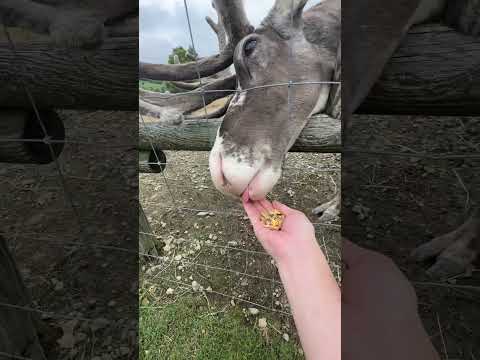 Renos comiendo en Horonobe Reindeer Tourist Farm / Renos en Horonobe tonakai-farm