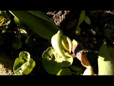 IM GARTEN | Dokumentation - Tag 40 | 24. 04. 2019