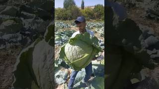 Download lagu sayur kol terbesar yang ada didunia #sayuran #petanisukses #shortvideo mp3 Download lagu sayur kol terbesar yang ada didunia #sayuran #petanisukses #shortvideo mp3