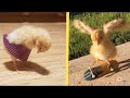 chicks Cute chickling  best viral A Funny chick Videos Compilation cute baby animals