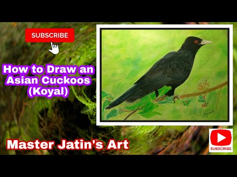 How to draw an Asian Cuckoos | Oil Pastel drawing of Koel | Koyal | कोयल