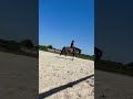Jument dressage competition 7 ans