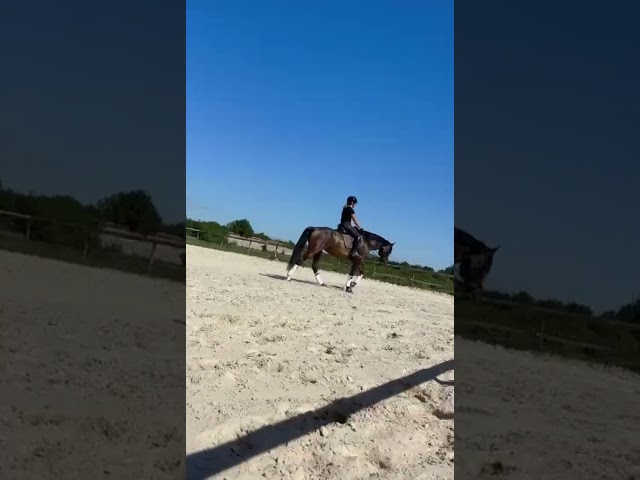 Jument dressage competition 7 ans