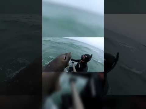 Attacked by a Southern Elephant Seal!