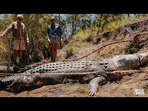 Rangers trap two very large crocs | Northern Australia