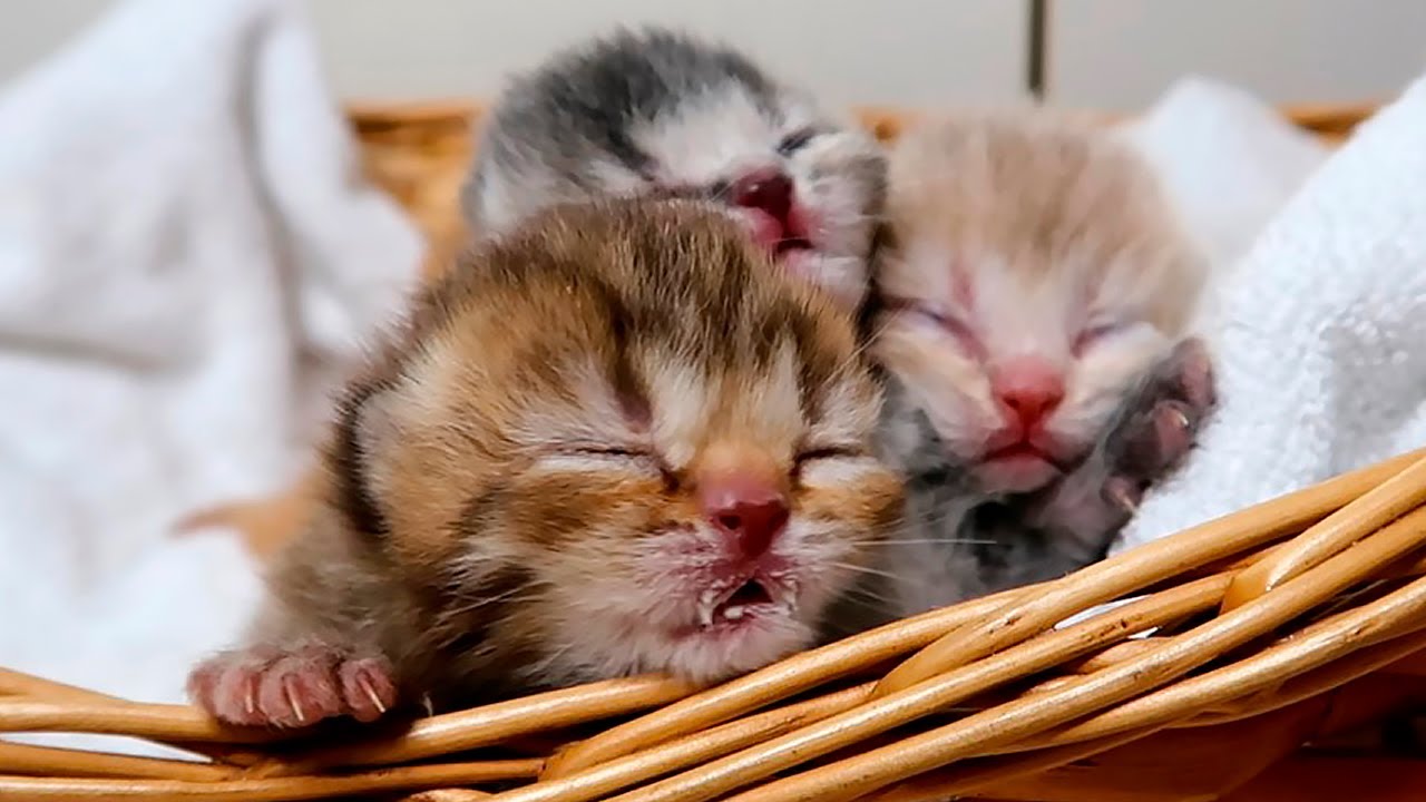 Feeding Hungry Kittens - Milk Fight in the Basket! Subtitles