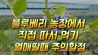 블루베리농장 에서 직접 따먹기 열매 딸대 주의할점