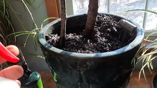 How I got rid of fungus gnat larvae in my houseplant soil with 3% hydrogen peroxide...