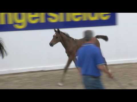 Comme cati Z ( Cicero Z - Couleur rubin)