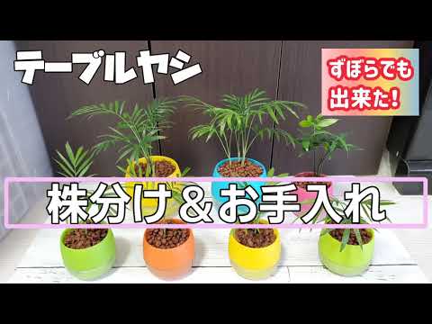 園芸 三面ヤシ、三角ヤシ