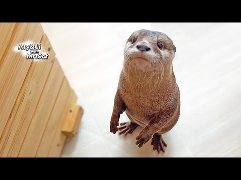 Actions of an Otter Left at Home [Otter Life Day 896]