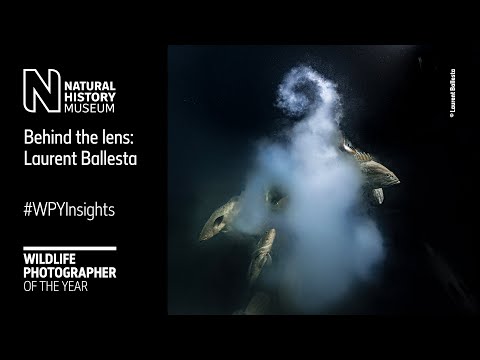 Behind the lens: Creation by Laurent Ballesta #WPYInsights  | Natural History Museum