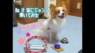 演奏する犬🎶🐶🎷Dog plays the music.🐾【犬の芸】　Do it！宙にジャンプ　【DA PUMP】