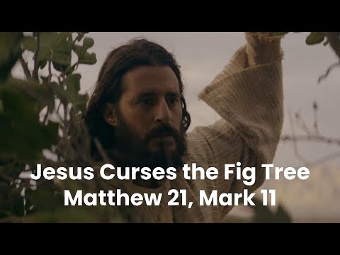 Teaching With The Chosen: Jesus Curses the Fig Tree, Matthew 21:18-22, Mark 11:12-26