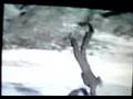 AFV Accidents On Trampoline