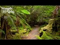 The Most Magical Rainforest Walk | Walking Ambience | Temperate Rainforest | Philosopher Falls