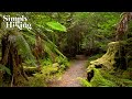 The Most Magical Rainforest Walk Walking Ambience Temperate Rainforest Philosopher Falls