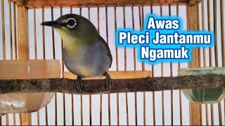 Download lagu Pleci betina super birahi ngecir ngecir pleci jantan langsung nyaut Gacor nembak mp3 Download lagu Pleci betina super birahi ngecir ngecir pleci jantan langsung nyaut Gacor nembak mp3