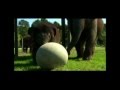 Ringling Bros And Barnum Bailey