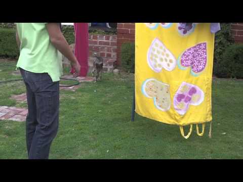 mini dog jumps up 10 stairs in slow-mo!!!