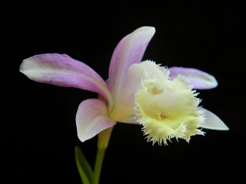 Overwintering Pleiones in the Fridge