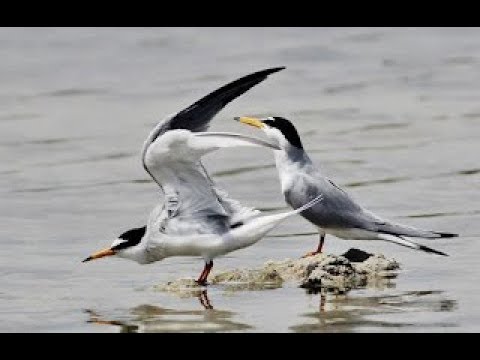 Rybák malý (Sternula albifrons) — záber druhu z Cypru