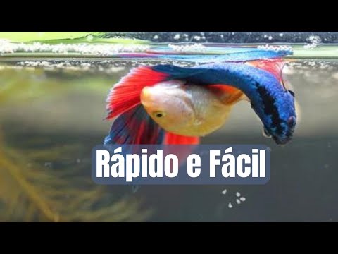 Betta Fish Breeding (Easy and Quick Step-by-Step Guide)