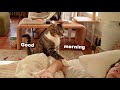 How A Shy Cat Wakes Me Up In 5 Ways